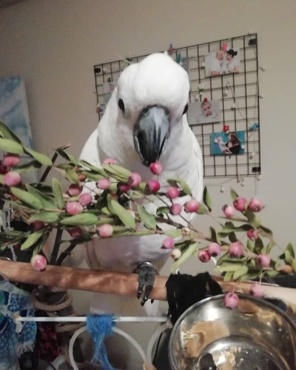 cockatoo parrots for sale