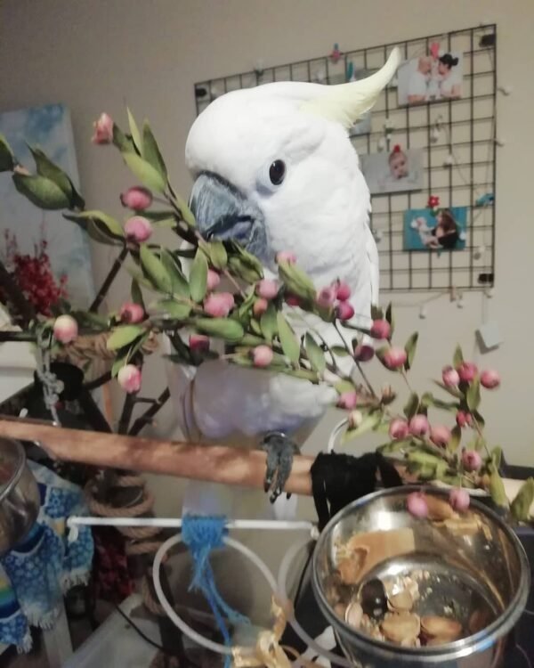 cockatoo parrots for sale