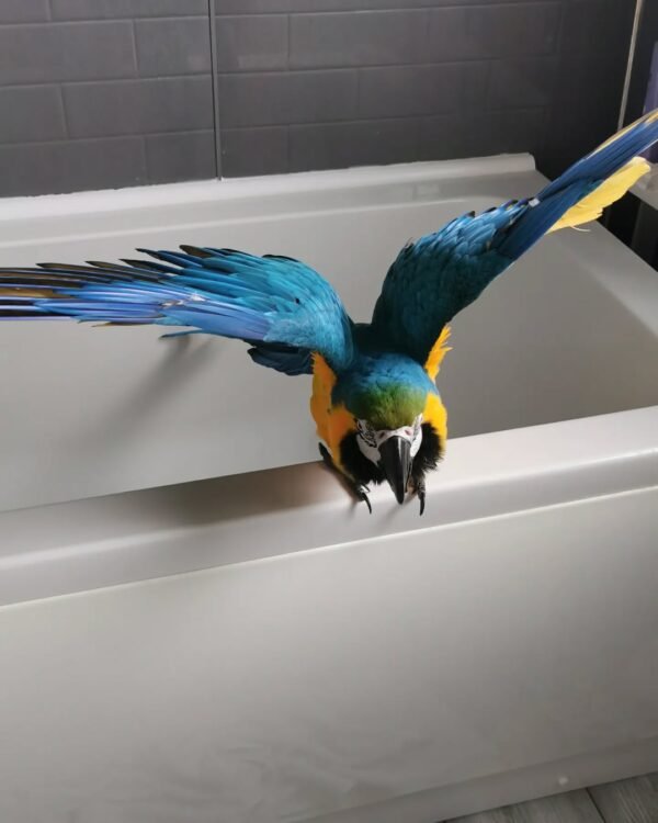 macaw birds for sale near me