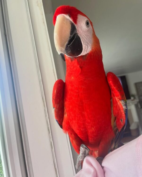 macaw parrots for sale near me
