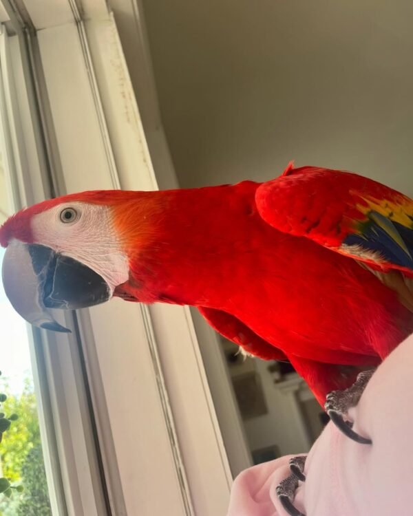 macaw parrots for sale near me