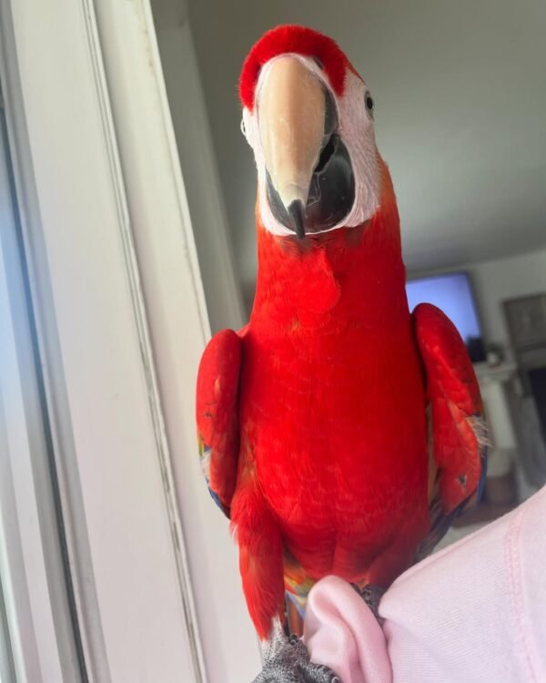 macaw parrots for sale near me