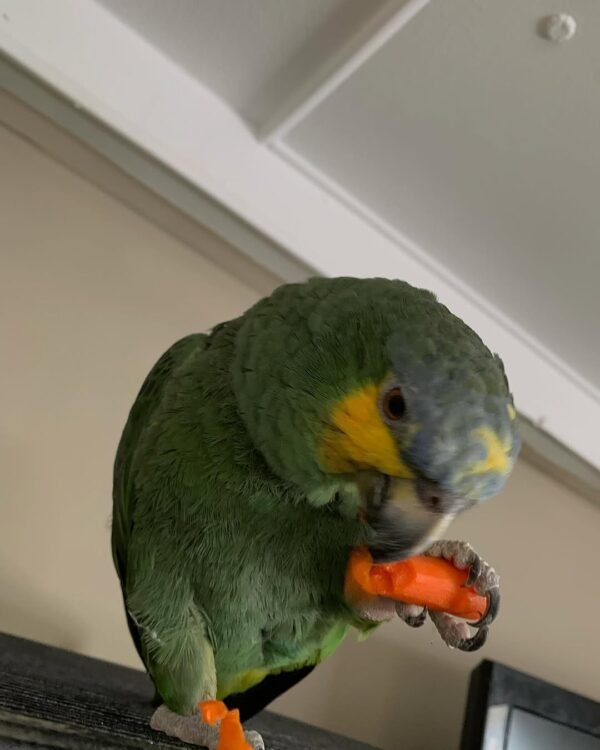 Cuban Amazon parrots for sale