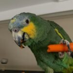Cuban Amazon parrots for sale