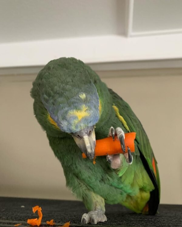 Cuban Amazon parrots for sale