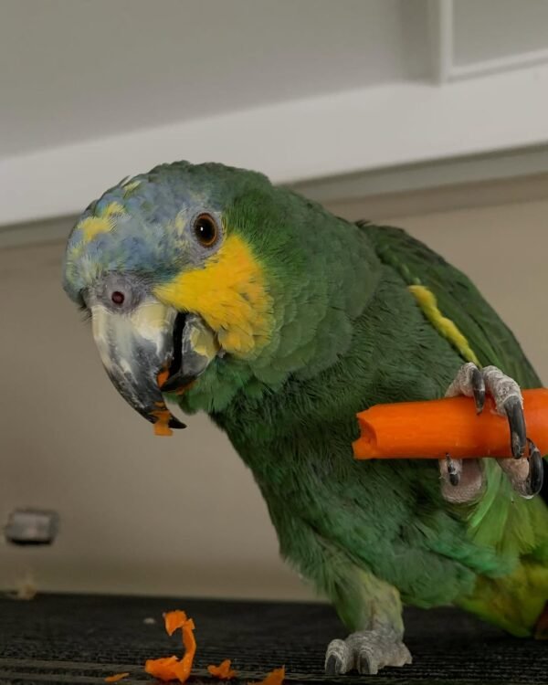 Cuban Amazon parrots for sale