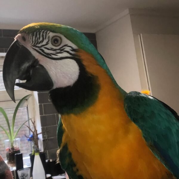 talking macaw parrots for sale