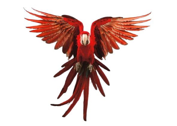 Amazon Parrots
