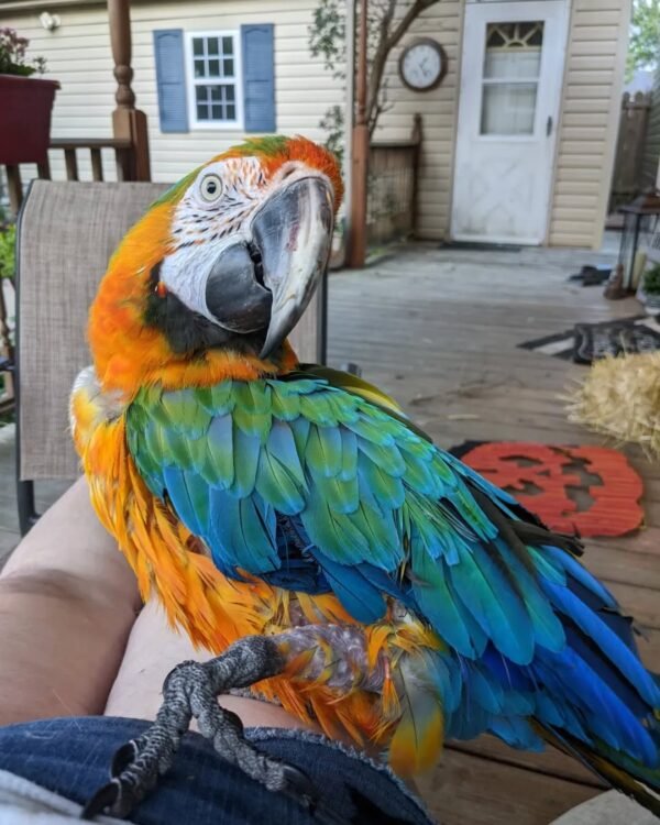 macaw parrots for sale cheap