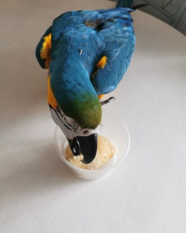 macaw birds for sale near me
