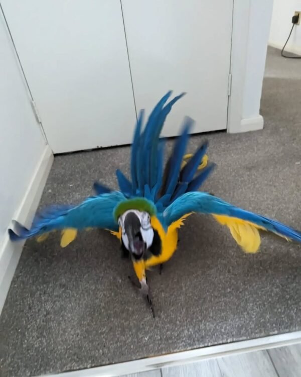 macaw birds for sale near me