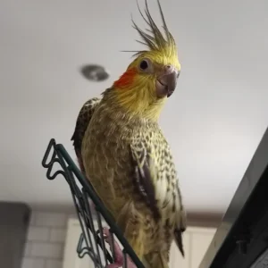 cockatiel parrots for sale