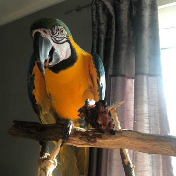 talking macaw parrots for sale