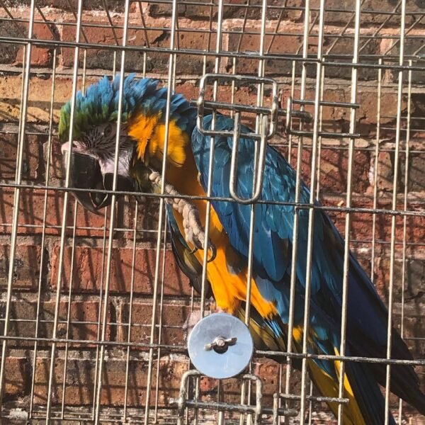 talking macaw parrots for sale