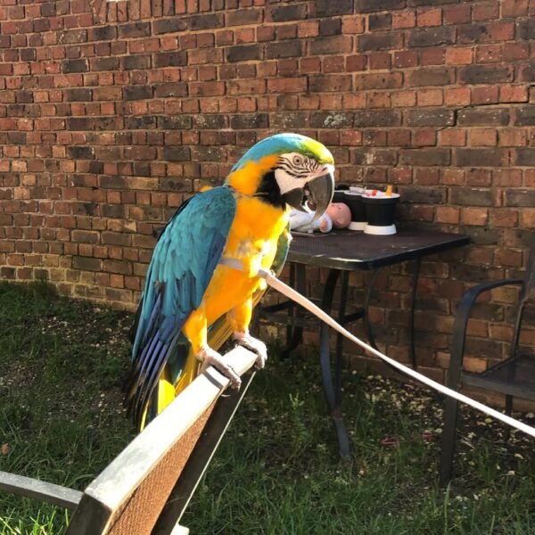 talking macaw parrots for sale