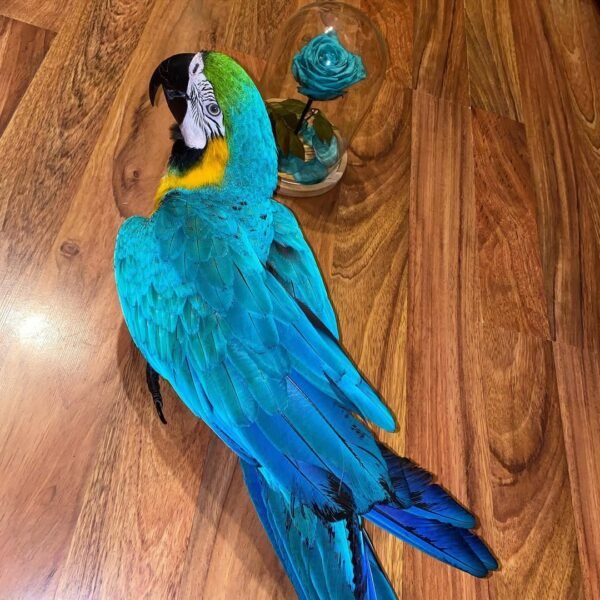 macaw parrots for adoption