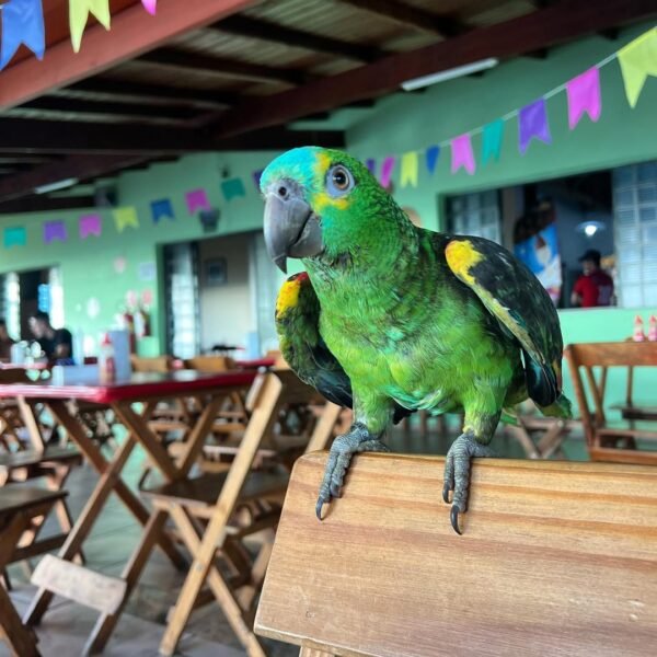 amazon parrots for sale