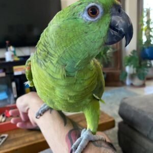 amazon parrot chicks for sale