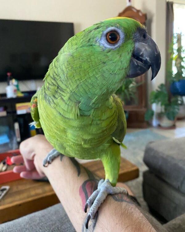 amazon parrot chicks for sale