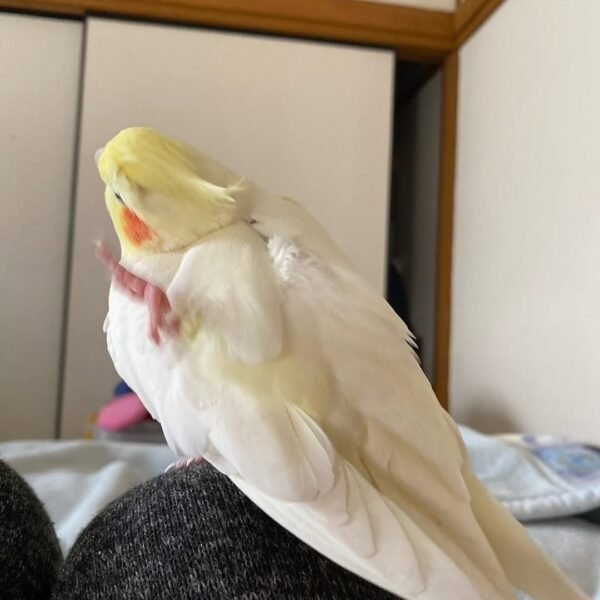 cockatiel birds for sale near me cheap
