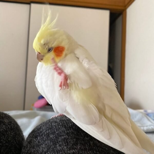 cockatiel birds for sale near me cheap