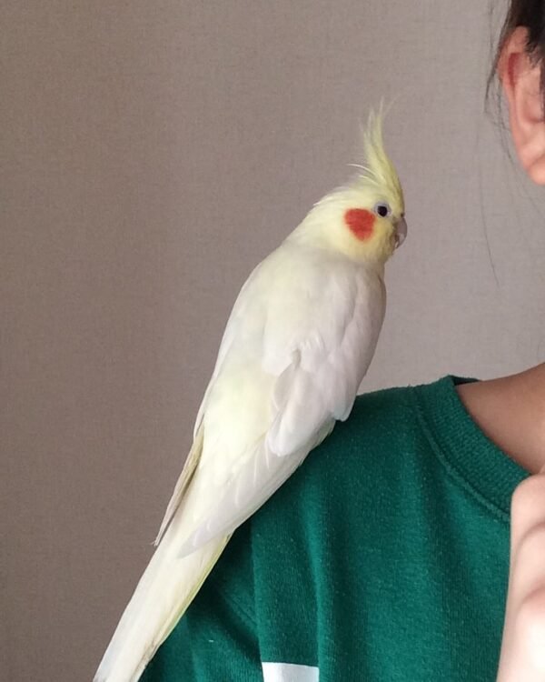 cockatiel birds for sale near me cheap