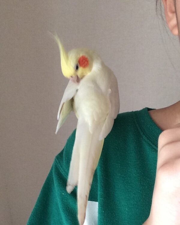 cockatiel birds for sale near me cheap