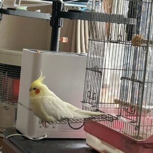 cockatiel birds for sale near me cheap