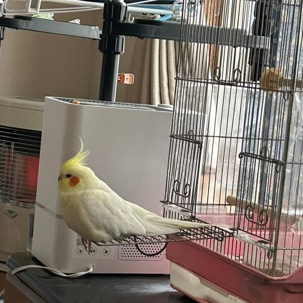 cockatiel birds for sale near me cheap