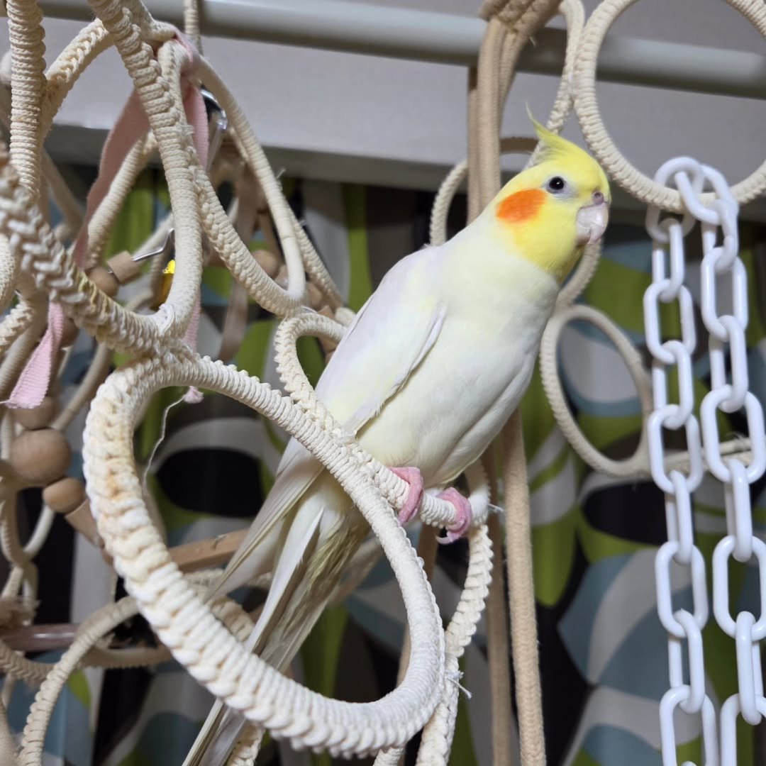 cockatiel birds for sale