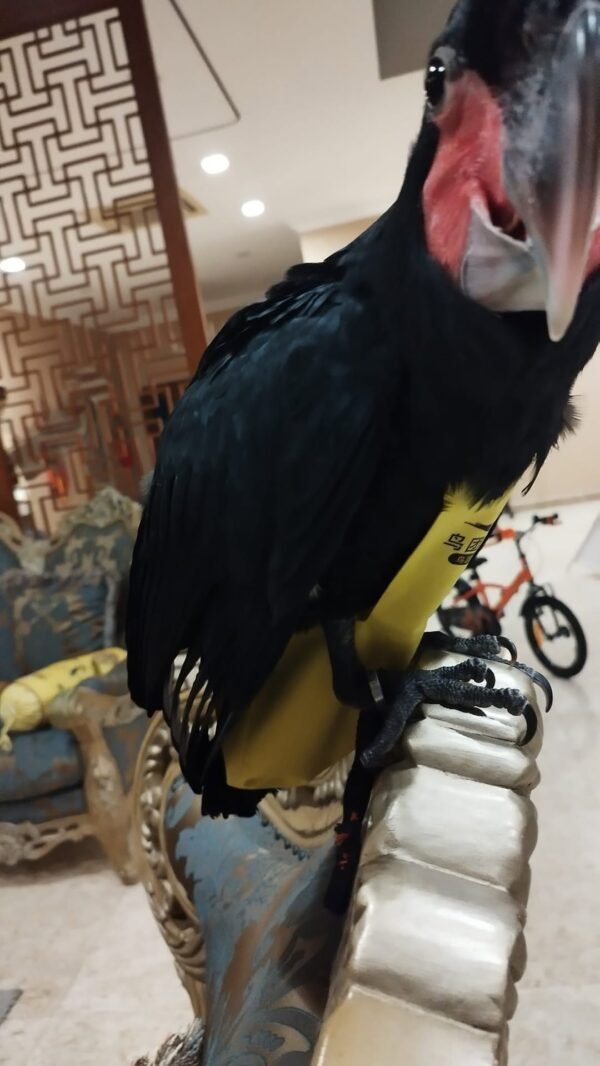 male cockatoo parrots for sale