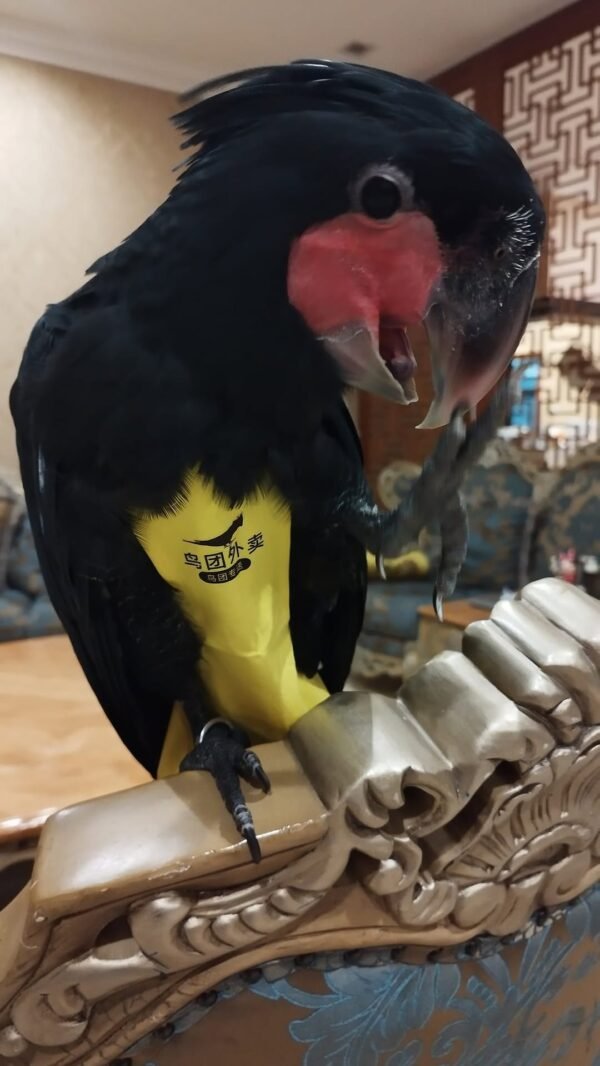 male cockatoo parrots for sale
