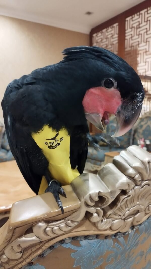 male cockatoo parrots for sale