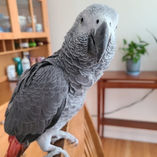 find parrots for sale